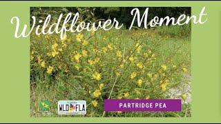 Wildflower Moment: Partridge pea