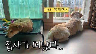 1박 2일 여행다녀온 집사 반겨주기 [짧게보개]