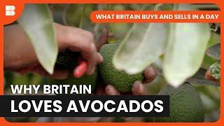 Meeting the UK's Avocado Demand | What Britain Buys and Sells In A Day