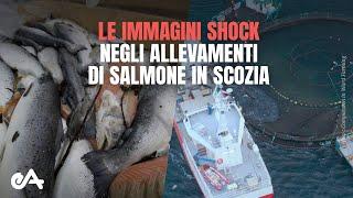 immagini shock: indagine negli allevamenti di salmoni in Scozia | Essere Animali