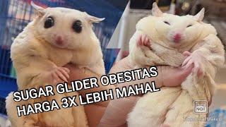 Sugar Glider Obesitas Harga 3 Kali Lebih Mahal