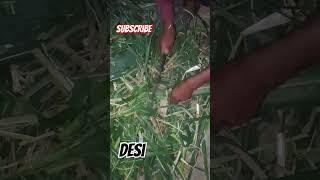 chare ki kutti desi #newvideo #desi #vairalvideo #farming #shorts  #trending #funny #shortvideo #1k