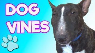 Best Dog Vines | R.I.P. Vine | #thatpetlife