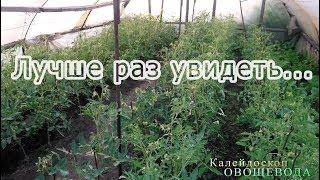 Хороший урожай помидор доступен каждому