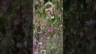 Team Lab Tokyo. Garden room. Hanging fresh orchids