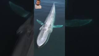 https://youtube.com/shorts/WdaOKLvYr-M?si=EvstUJ9UGJzS1N1q