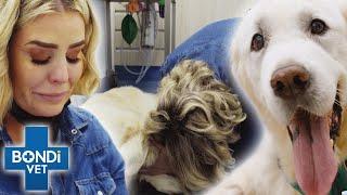 Vets Operating On Their Own Pets!  Bondi Vet Top 5 Compilation | Bondi Vet