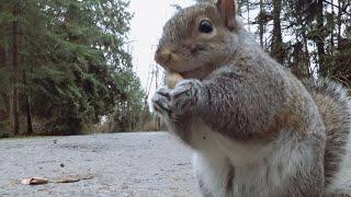 Squirrel Can’t Open Nut And Frustration Sounds