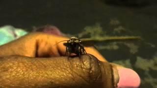 Crittercam: Morrisonia confusa 05-18-14