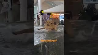 Splash Time! Watch This Dog’s Joyful Water Play!