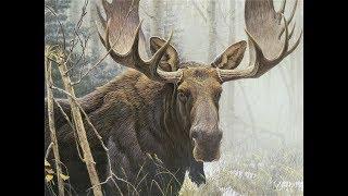 Охота на лося, лучше моменты,moose hunting