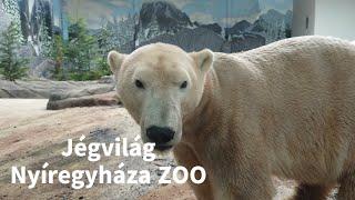 Jégvilág, Nyíregyháza Állatkert Sóstó ZOO 2024 október