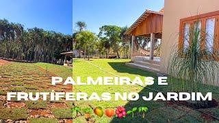 COMO FICOU LINDO  NOSSO JARDIM / PLANTAMOS VÁRIAS PALMEIRAS! AH TBM FRUTÍFERAS!