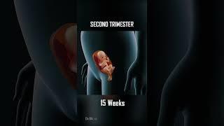 Fetal Development, 0 - 40 Weeks of Pregnancy