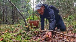 Осенний лес продолжает радовать грибников | Тихая охота на желтом ковре из листьев | ГРИБЫ 2024