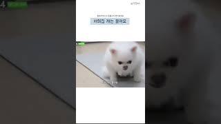 앉아있는 포스가 장난없네 #강아지  #강아지숏츠