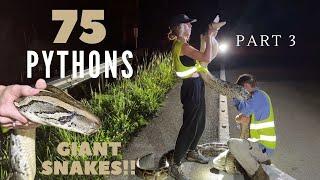 Hunting Pythons for 40 Nights in a row (part 3)