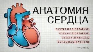 Анатомия сердца