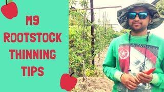 M9 ROOTSTOCK Thinning TIPS For Better Crop | The Apple Grower