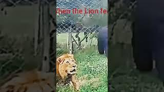 TIGER VS LION# #beats #slowedandreverb #remix #shorts #shortvideo #sigma
