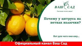 Почему на цитрусовых растениях появляются шипы? Ответ от Ваш сад