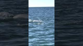 Tarpon off the shore in Fort Walton Beach, Florida