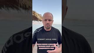 Акулы разорвали насмерть человека в Израиле ￼