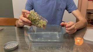 How to grow sprouts in 2 days - walkthrough and time lapse