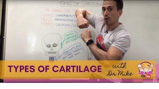 Types of Cartilage | Hyaline, Elastic, and Fibrocartilage