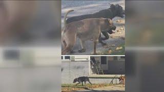 2 loose dogs attack pets and property in east Toledo neighborhood, resident says