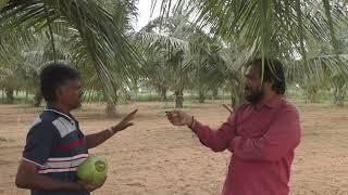 Desi coconut plantation per Acre 70 plants | Nati Coconut planation 5 and half year plantation