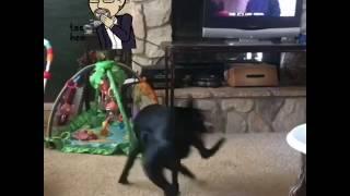 Discovering my tail!!