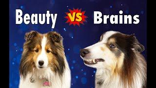 Beauty vs Brains - Inside the Dog BRAIN! vlog e436 Dognition Part 1