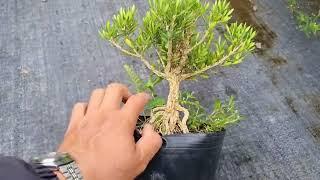 Cây Hoàng Dương Bonsai Mini Để Bàn Lh 0387849762