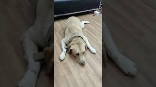 Tiger is anxious about Net Exam.  #shorts #youtubeshorts #vineetpandeywithdogs #shorts #tigernama