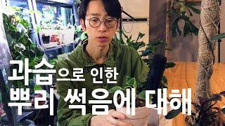 실내식물 과습(뿌리 썩음)의 원인과 대처 방법, 예방법
