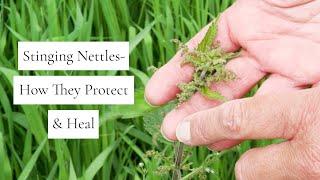 The meaning of stinging nettles - How they protect and heal The Flower Writer  The Nettle