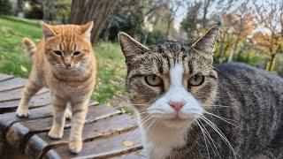 Street cats surround me and climb on my lap, asking for food.