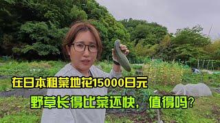 【日本生活】在日本租菜地花15000日元，野草长得比菜还快，值得吗？I  Reaction Video