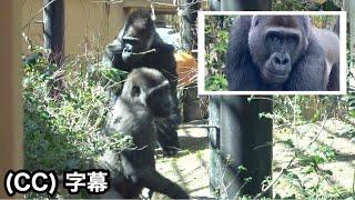 The kids are perplexed that they can't find Gentaro. Where is Gentaro?｜Momotaro family, Gorilla