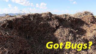 Wood Chips = Bug Bonanza? + Q&A  | The Desert Farmer Podcast -  Episode 38