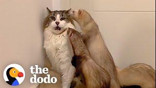 Cat Loves To Wrestle With His 5 Ferret Siblings | The Dodo