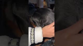 #rottweiler  #puppy  our sweet boy️ #funny  #youtubeshorts  #shorts