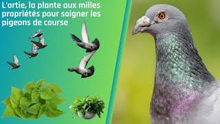 Nettle, the plant with a thousand properties to treat racing pigeons