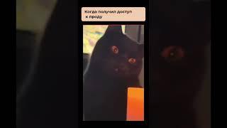 У вас есть доступ к проду? #otus #it #ithumor #разработка #мем #qa #тестировщик #код #coding #сто
