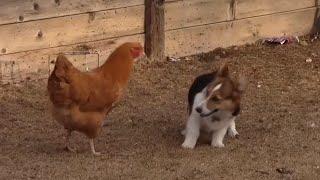 Corgi vs. Chicken - Fight!