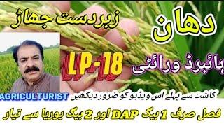 Cultivation of hybrid rice | hybrid rice variety LP 18 | rice farming in Pakistan | best hybrid rice