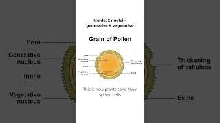 Pollen Grain Under Microscope  | Inside Nature’s Smallest Messenger  #microscopy #pollengrain