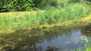 waterkip bouwt nestje bij vv Rockanje