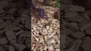 Our cute little African Fat-tailed Gecko! The little tail wiggle before the pounce!